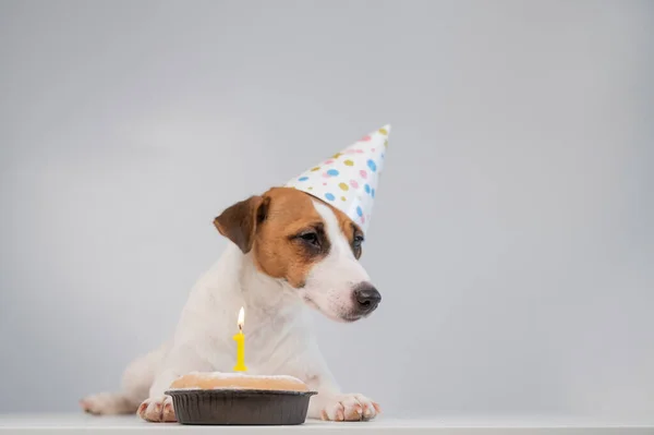 Un lindo perro con una gorra festiva se sienta frente a un pastel con una vela ardiente número uno. Jack Russell Terrier celebra su cumpleaños — Foto de Stock