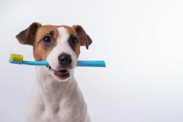 Okos kutya Jack Russell terrier tartja a kék fogkefét a szájában, fehér alapon. Háziállatok szájhigiéniája — Stock Fotó