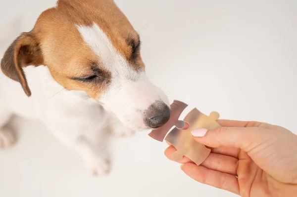 A loyal dog holds a piece of the puzzle, and the owner holds the second. Jack russell terrier and a woman form a single whole.