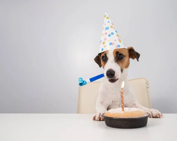 Un lindo perro gato russell terrier en un sombrero de cumpleaños sostiene un silbato y mira un pastel con una vela sobre un fondo blanco. Copiar espacio — Foto de Stock
