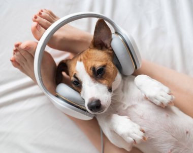Şirin köpek Jack Russell Terrier sahibinin bacaklarının üzerinde sırt üstü uzanıyor ve kulaklıkla müzik dinliyor..
