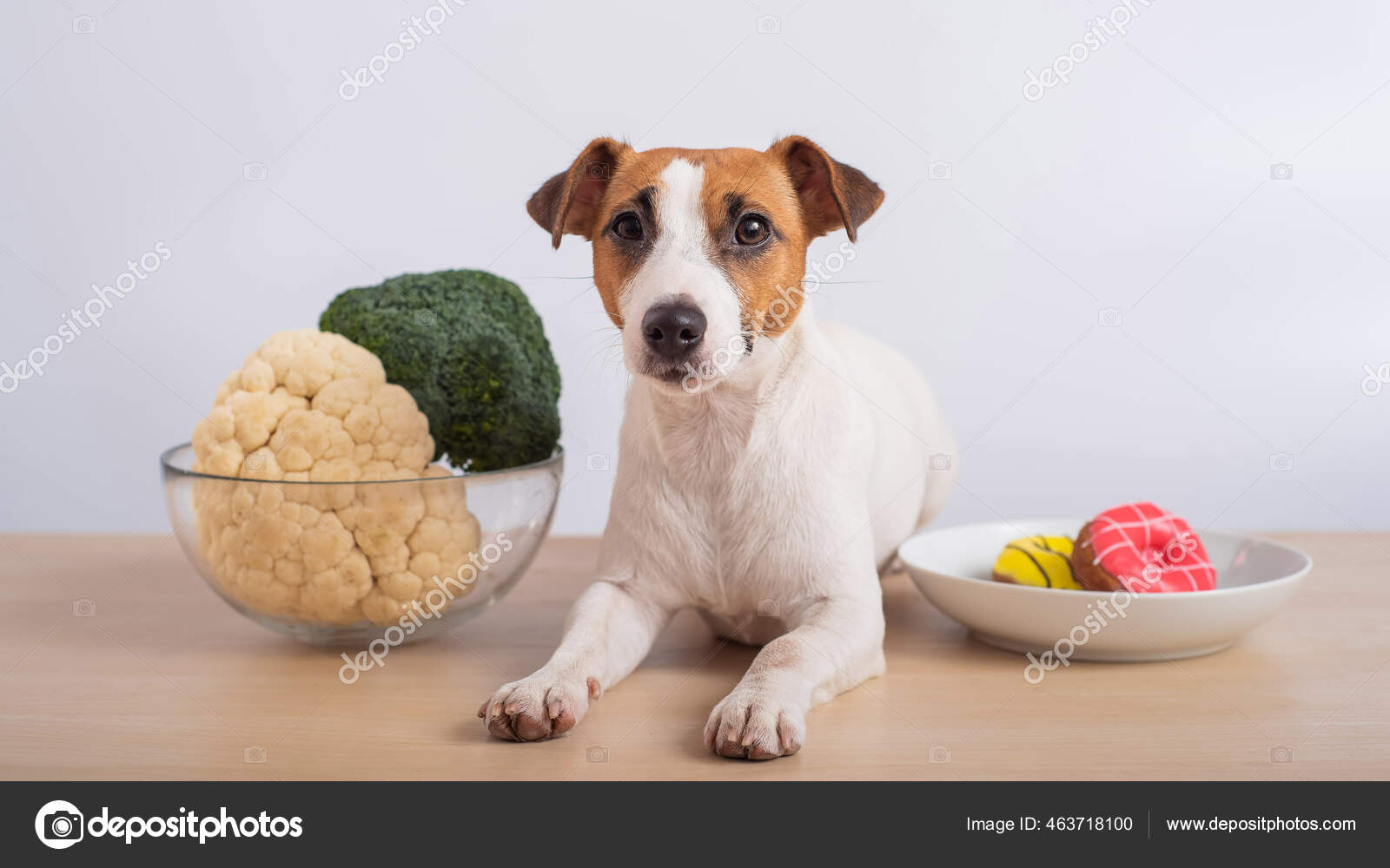 What Should I Feed My Jack Russell