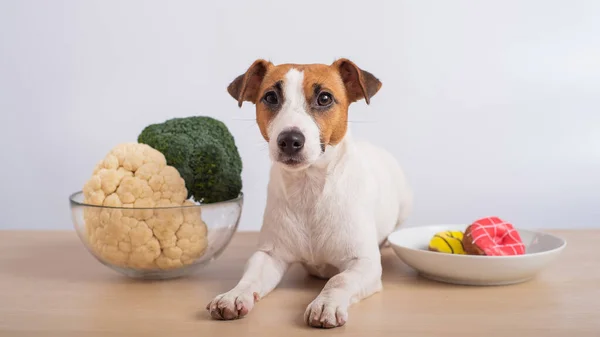 Pies wybiera jedzenie. Jack Russell terrier między talerzami brokułów i kalafiora i pączków. — Zdjęcie stockowe