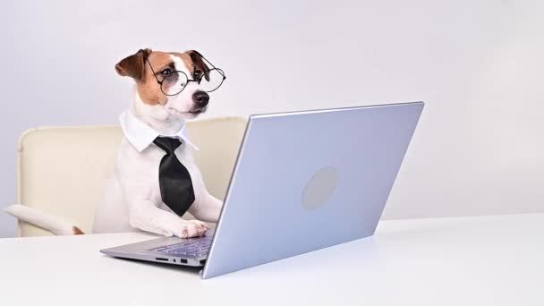 개가 안경을 쓰고 넥타이를 매고 흰 바탕에 있는 컴퓨터에서 일한다. 상사 애완 동물을 풍자하는 그림. — 비디오
