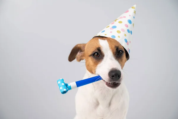 Divertido Jack Russell Terrier perro con una gorra de cumpleaños sosteniendo un silbato sobre un fondo blanco. — Foto de Stock