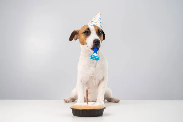 Divertido perro Jack Russell Terrier vestido con una gorra de cumpleaños sosteniendo un silbato sobre un fondo blanco. El cachorro se sienta a la mesa frente al Candle Pie — Foto de Stock