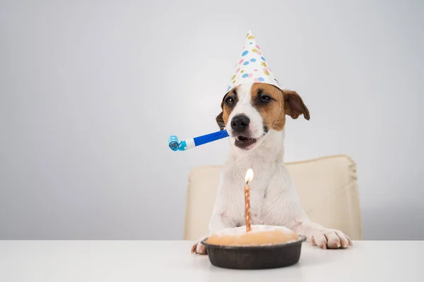 Cão engraçado Jack Russell Terrier vestido com um boné de aniversário segurando um apito em um fundo branco. O filhote de cachorro se senta na mesa em frente à torta de vela — Fotografia de Stock
