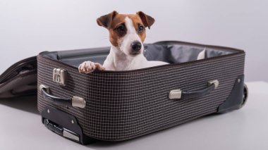 Jack Russell Terrier tatil beklentisiyle beyaz bir arka planda bir bavulun içinde oturuyor. Köpek sahipleriyle bir yolculuğa çıkıyor.