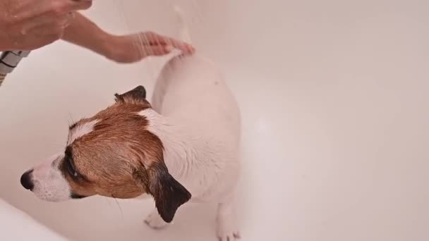 Une femme lave le chien malheureux Jack Russell Terrier dans le bain — Video