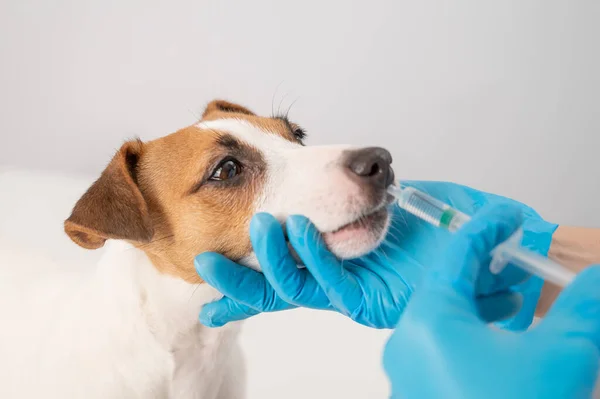 Közelkép egy állatorvosról, aki fehér alapon fecskendőből fecskendezi be a gyógyszert egy kutya szájába. Jack Russell terrier folyékony vitaminokat nyalogat — Stock Fotó