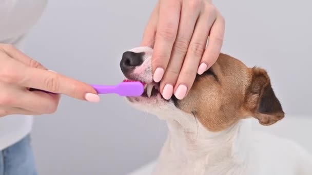 Femme brossant son chien jack russell terrier dents sur fond blanc. — Video