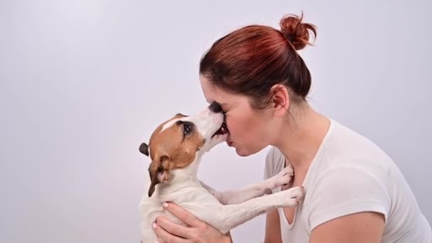 Neşeli köpek Jack Russell Terrier beyaz arka planda sahibinin yüzünü yaladı. — Stok video