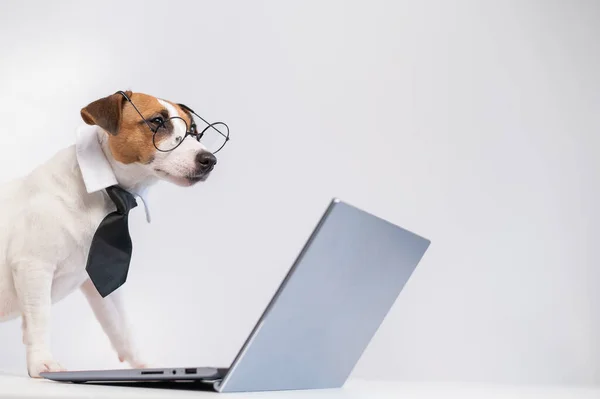 Smart chien jack russell terrier dans une cravate et des lunettes se trouve à un ordinateur portable sur un fond blanc. — Photo