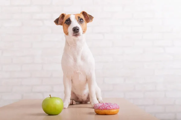 Cão antes de escolher comida. Jack Russell Terrier olha para um donut e uma maçã — Fotografia de Stock