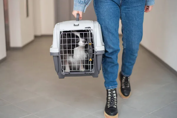 Uma mulher está segurando uma gaiola de viagem com um cachorro dentro. Férias com um animal de estimação. Papillon borboleta cão. — Fotografia de Stock