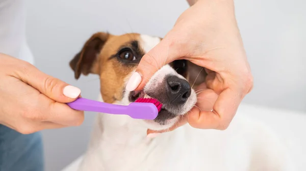 Mulher escovando seu cão jack russell terrier dentes no fundo branco. — Fotografia de Stock