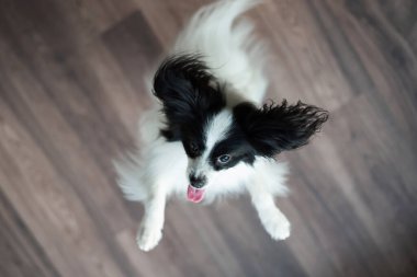 Papillon köpek oynar ve zıplar. Üst görünüm