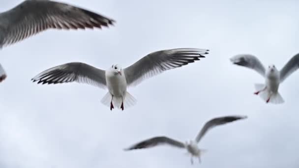 Close-up of flying seagulls against a background of gray rain clouds. Slow motion. — Stock Video