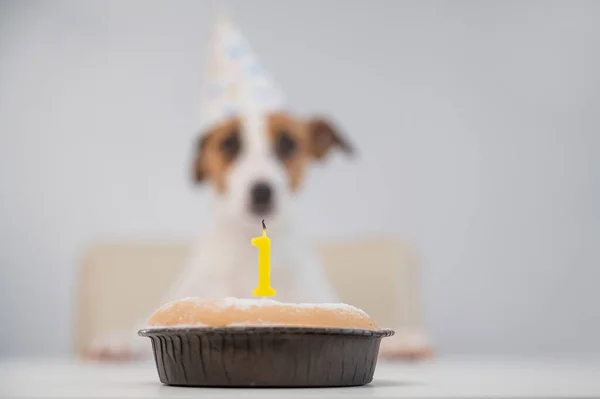 Um cão bonito em um gorro festivo senta-se na frente de um bolo com uma vela em chamas número um. Jack Russell Terrier está comemorando seu aniversário — Fotografia de Stock