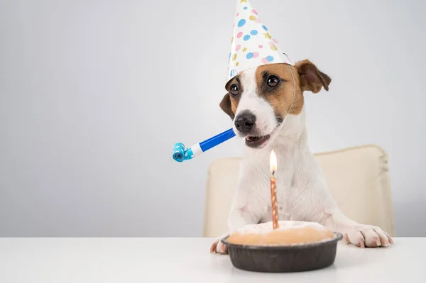 Um cão bonito jack russell terrier em um chapéu de aniversário detém um apito e olha para um bolo com uma vela em um fundo branco. Espaço de cópia — Fotografia de Stock