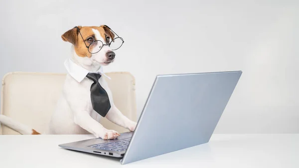 Chien Jack Russell terrier dans des lunettes et une cravate se trouve à un bureau et travaille à un ordinateur sur un fond blanc. Représentation humoristique d'un animal de compagnie patron. — Photo