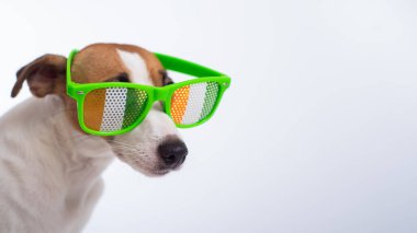 Beyaz arka planda komik gözlüklü köpek Jack Russell Terrier 'ın portresi. Aziz Patrick Günü Tatil Konsepti