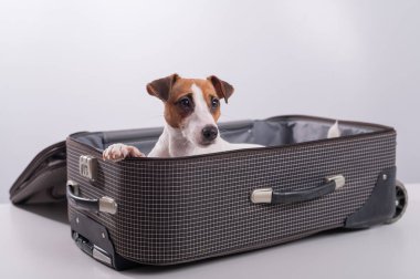 Jack Russell Terrier tatil beklentisiyle beyaz bir arka planda bir bavulun içinde oturuyor. Köpek sahipleriyle bir yolculuğa çıkıyor.