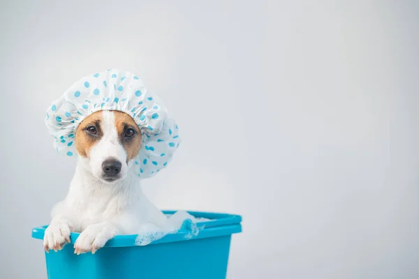 Il terrier di russell di cric di cane amichevole divertente prende un bagno con schiuma in un berretto di doccia su uno sfondo bianco. Copia spazio — Foto Stock