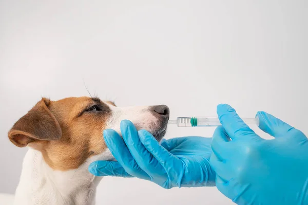 Close-up de um veterinário injetando medicamento de uma seringa em uma boca de cães em um fundo branco. Jack Russell terrier lambe vitaminas líquidas — Fotografia de Stock