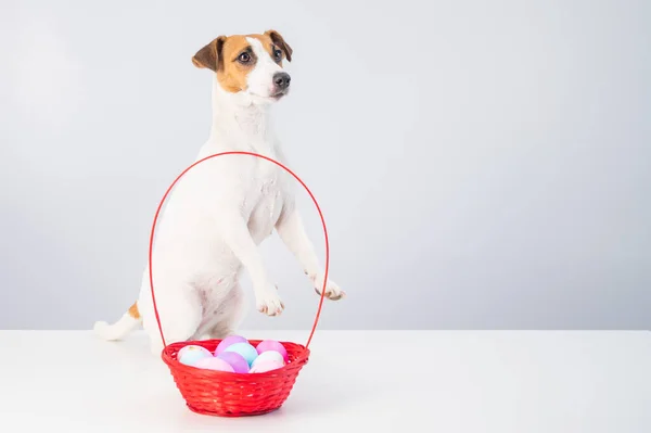 Jack Russell terrier dog i czerwony kosz z kolorowymi jajkami na Wielkanoc na białym tle — Zdjęcie stockowe