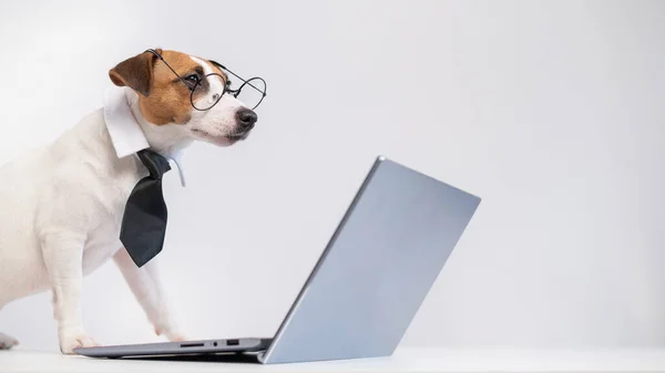 Smart chien jack russell terrier dans une cravate et des lunettes se trouve à un ordinateur portable sur un fond blanc. — Photo