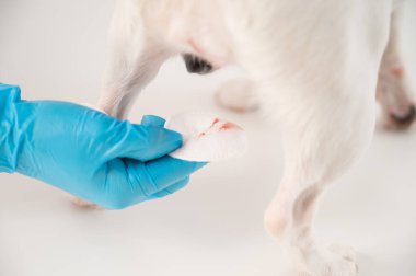 Menstruation in a dog. Close-up veterinarian wipes blood from genitals of jack russell terrier bitches with a cotton pad.