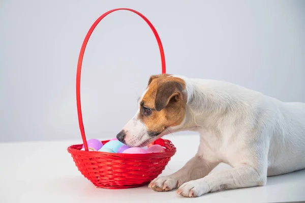 Top view of dog jack russell terrier lying on a red basket with colorful eggs for easter on a white background — Zdjęcie stockowe