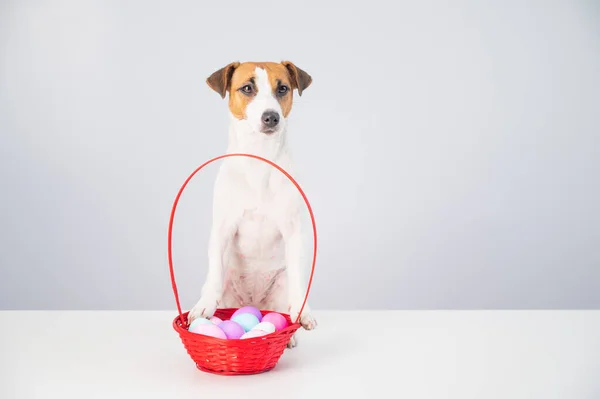 Portret pieska Jacka Russella Terriera z czerwonym koszem z kolorowymi jajkami na Wielkanoc na białym tle — Zdjęcie stockowe