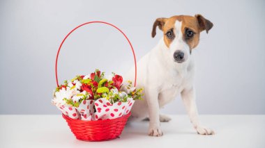 Beyaz arka planda çiçekli kırmızı sepetin yanındaki köpek Jack Russell Terrier 'ın portresi