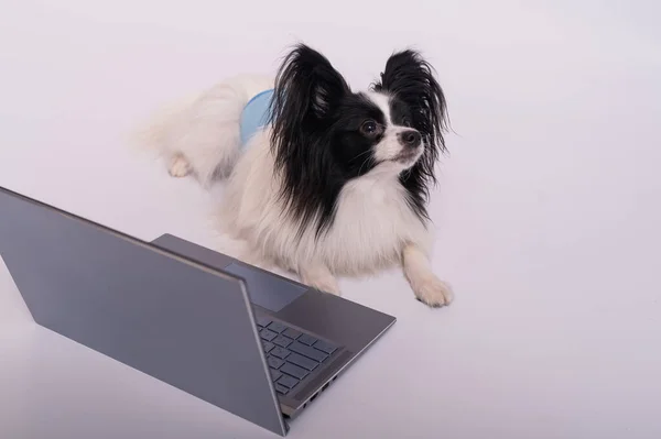 Умная порода собачьих сосочков работает на ноутбуке на белом фоне. Континентальный спаниель в защитном поясе для собак с территории марки использует беспроводной компьютер. — стоковое фото