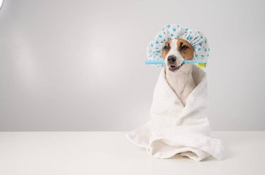 Duş bonesi takmış köpek Jack Russell Terrier 'ın portresi ve beyaz arka planda diş fırçası tutan bir havlu..