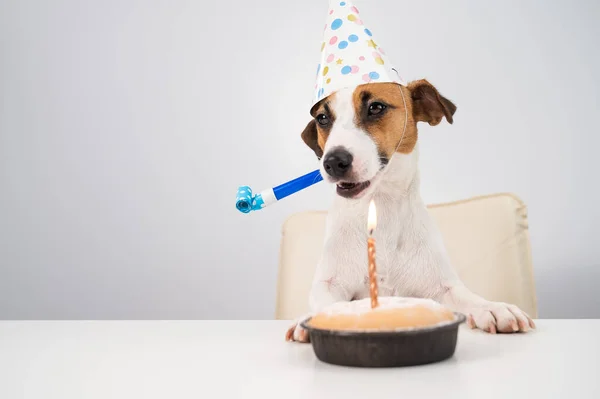Um cão bonito jack russell terrier em um chapéu de aniversário detém um apito e olha para um bolo com uma vela em um fundo branco. Espaço de cópia — Fotografia de Stock