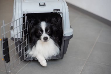 Güvenli yolculuk için kutuda bir köpek. Papillon evcil hayvan nakliye kafesinde