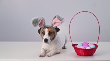 Jack russell terrier dog in bunny ears with a basket of painted Easter eggs on a white background. Traditional catholic holiday