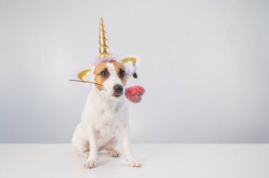 Beyaz bir arka planda kalbi tutan tek boynuzlu at başlığı takmış şirin Jack Russell Terrier köpeği..