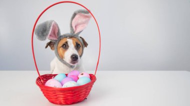 Beyaz arka planda boyalı paskalya yumurtaları olan bir sepetin yanındaki tavşan çemberindeki sevimli Jack Russell Terrier köpeği..