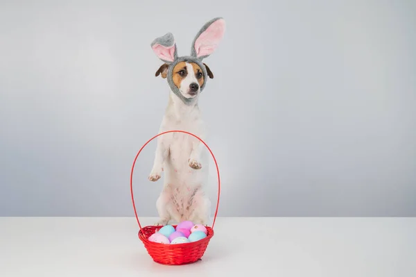 Mignon chien Jack Russell terrier dans une jante de lapin à côté d'un panier avec des œufs de Pâques peints sur un fond blanc. — Photo