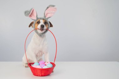 Sevimli Jack Russell teriyer köpeği yanında tavşan çemberinde beyaz arka planda boyalı paskalya yumurtaları olan bir sepet tutuyor..
