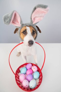 Top view of cute jack russell terrier dog in a bunny rim holding a basket with painted easter eggs on a white background.