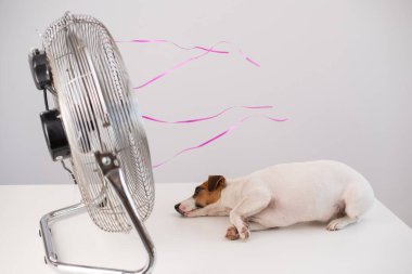 Jack Russell Terrier köpeği beyaz arka planda elektrikli vantilatörün serinletici esintisinin tadını çıkarıyor..