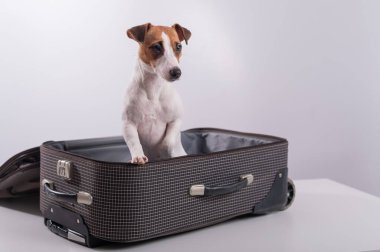 Jack Russell Terrier tatil beklentisiyle beyaz bir arka planda bir bavulun içinde oturuyor. Köpek sahipleriyle bir yolculuğa çıkıyor.