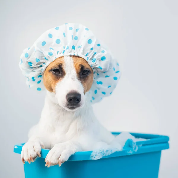 Divertido perro amigable jack russell terrier toma un baño con espuma en una gorra de ducha sobre un fondo blanco — Foto de Stock