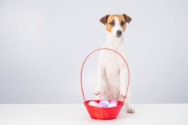 Jack Russell Terrier köpeği ve beyaz arka planda Paskalya için renkli yumurtalarla dolu kırmızı bir sepet.