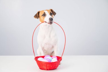 Jack Russell Terrier köpeği beyaz arka planda paskalya için renkli yumurtalarla dolu kırmızı bir sepet tutuyor.